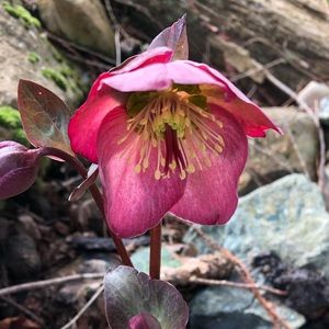 Meet your Posher, Janelle